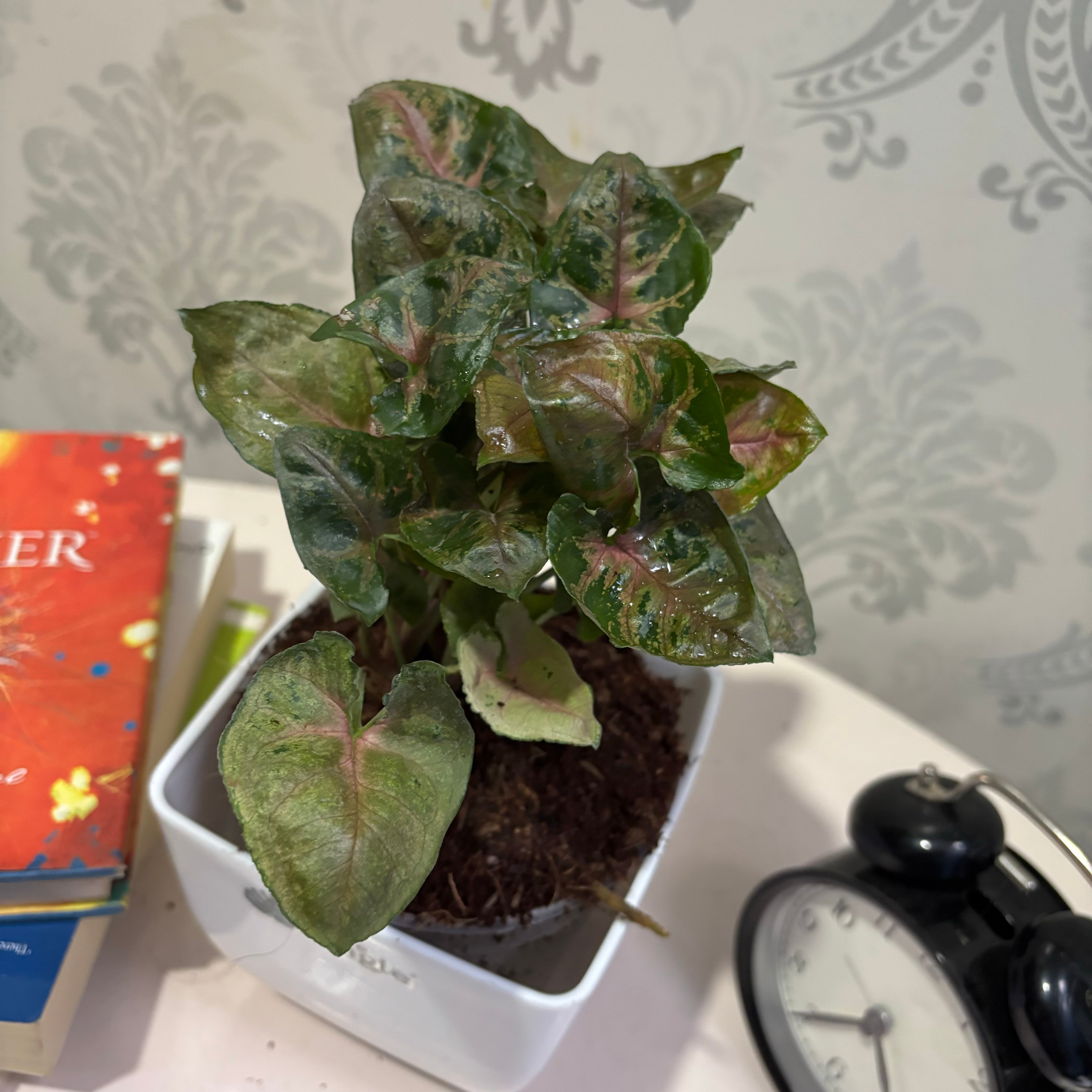 Syngonium Mini Allusion