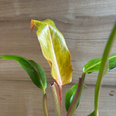 Philodendron Orange marmalade