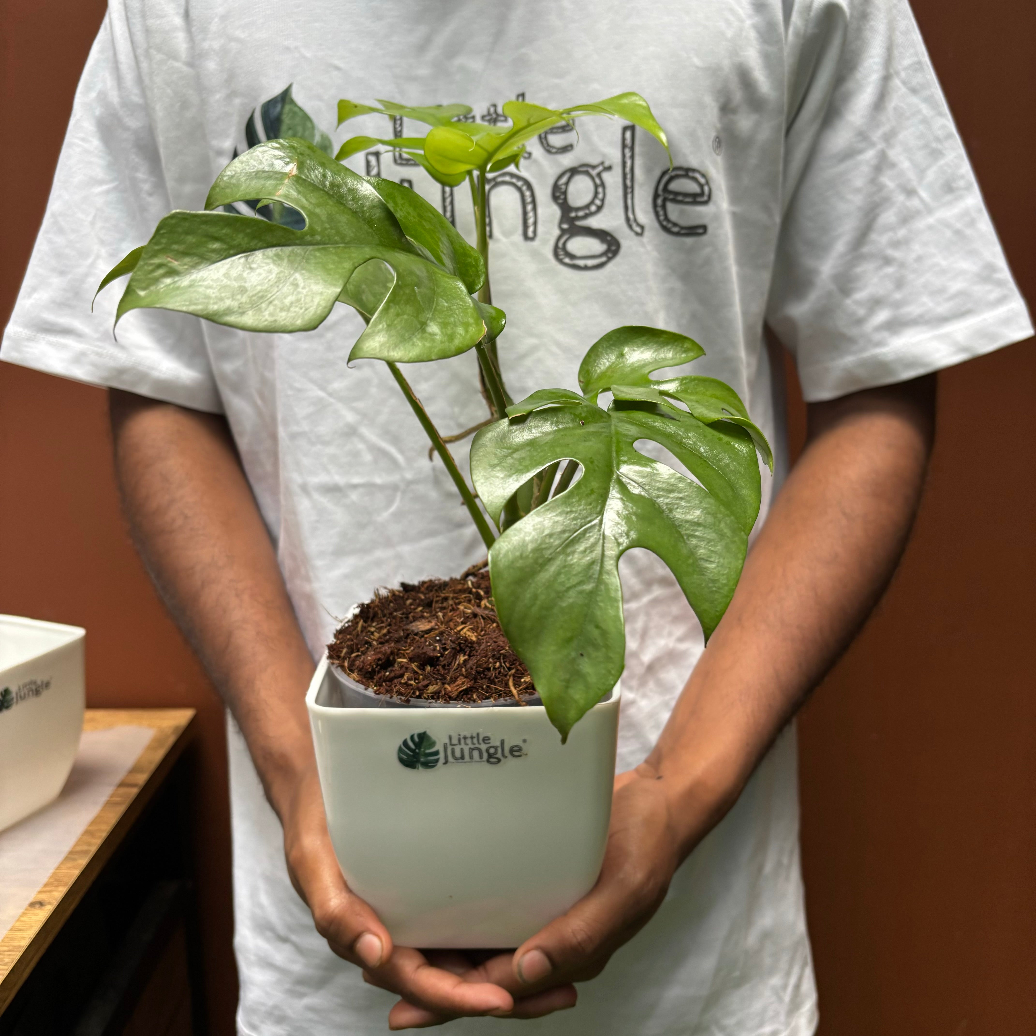 Mini Monstera