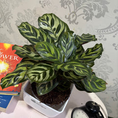calathea makoyana