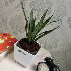 Sansevieria silver princess