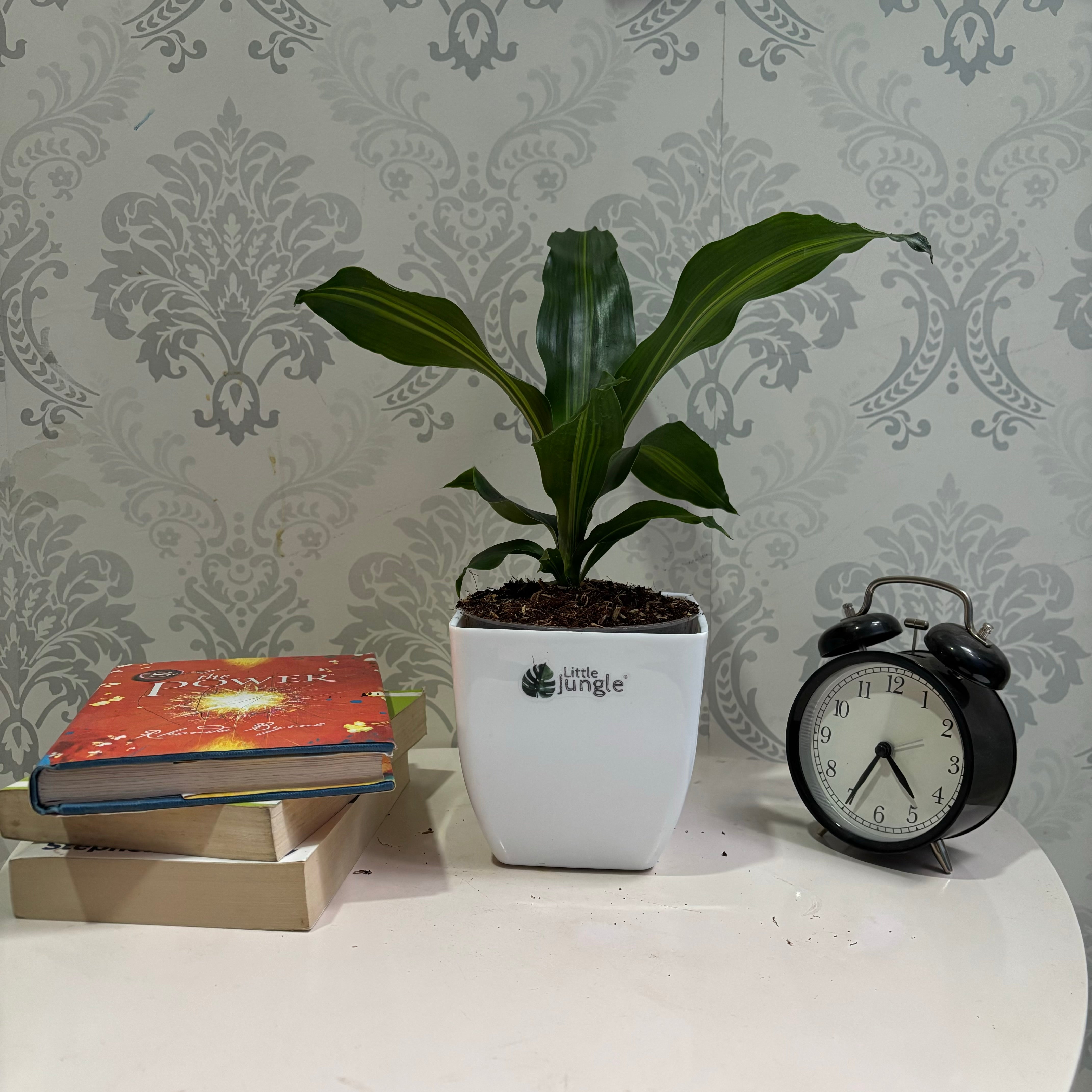 Dracaena dara singh