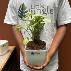Syngonium Green splash