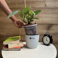 Philodendron Hastum silver