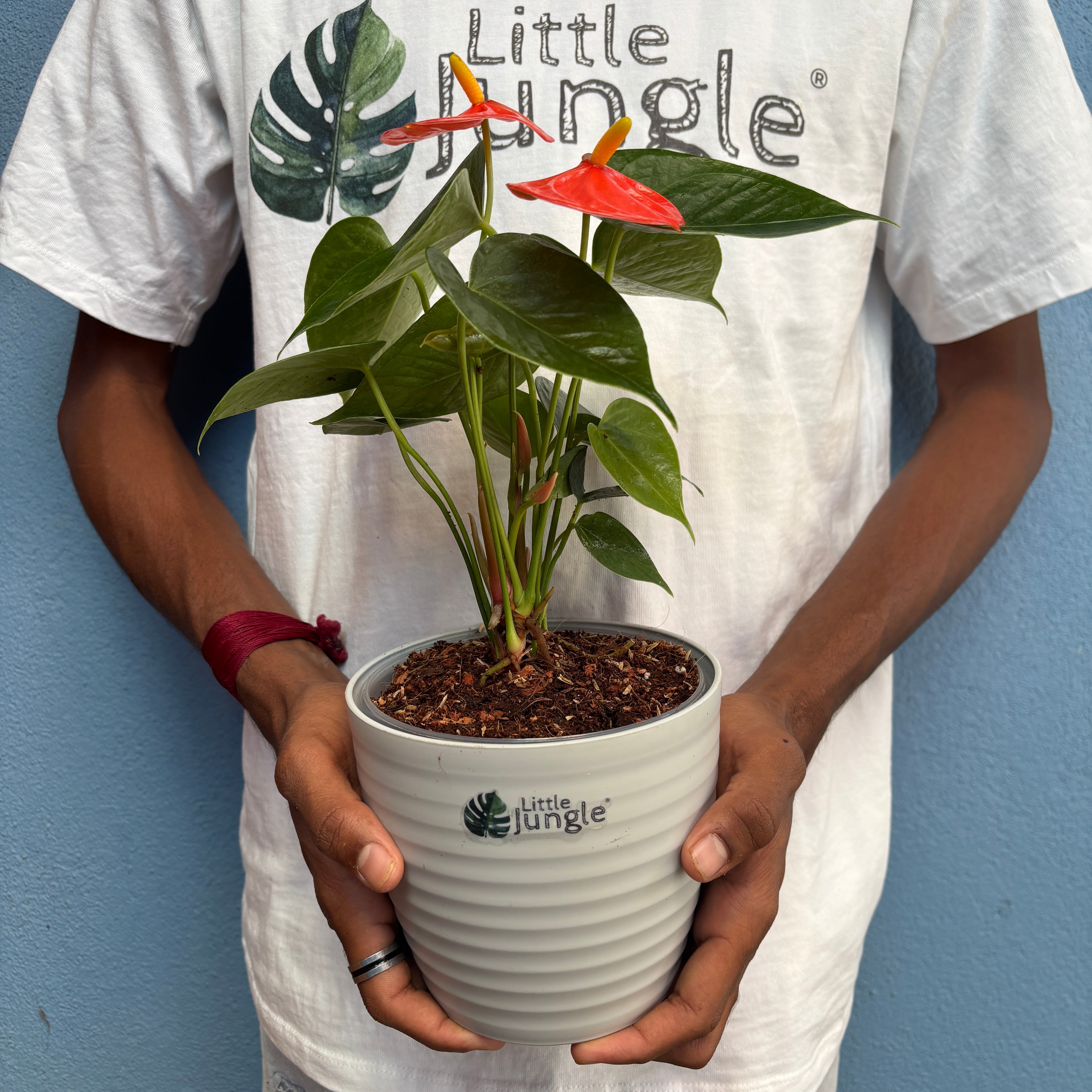 Anthurium Orange
