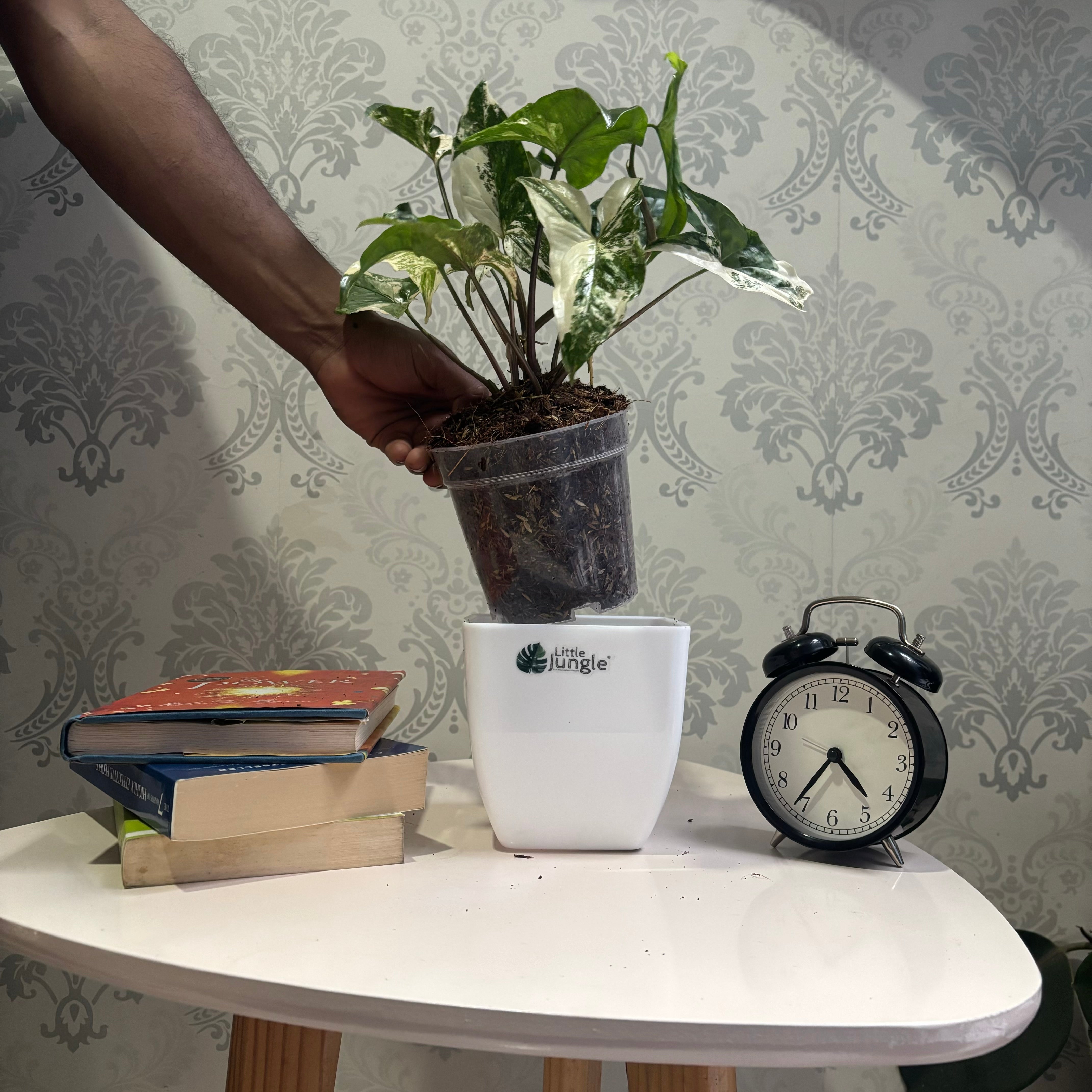 Syngonium albo variegata