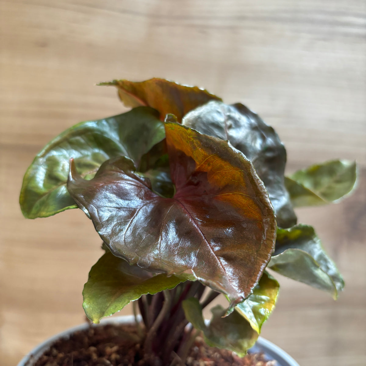 Syngonium Red Plum Allusion