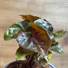 Syngonium Red Plum Allusion