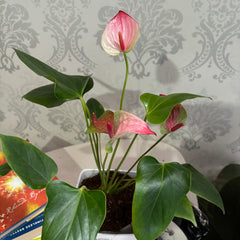 Anthurium Mystique