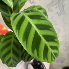 Calathea Goeppertia zebrina