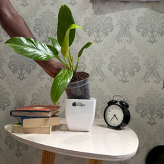 Philodendron melononii gold