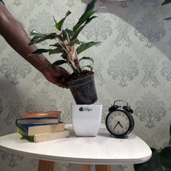 Aglonema Black lipstick, with 5.5 inches white decor pot