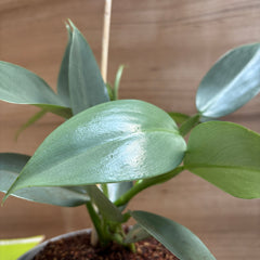 Philodendron Hastum silver