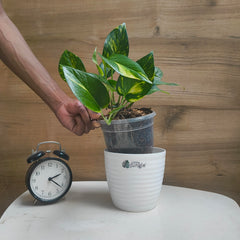 Manjula + Njoy + Marble + Golden Pothos, with 5.5 inches white decor pot