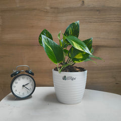 Manjula + Njoy + Marble + Golden Pothos, with 5.5 inches white decor pot