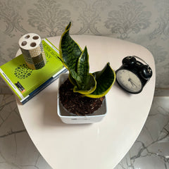 Sansevieria tornado twist