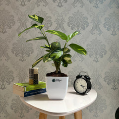 Calathea Golden Mosaic