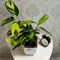 Calathea Golden Mosaic