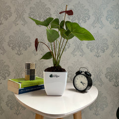 Anthurium Chocolate