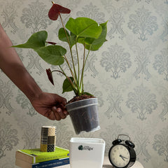 Anthurium Chocolate