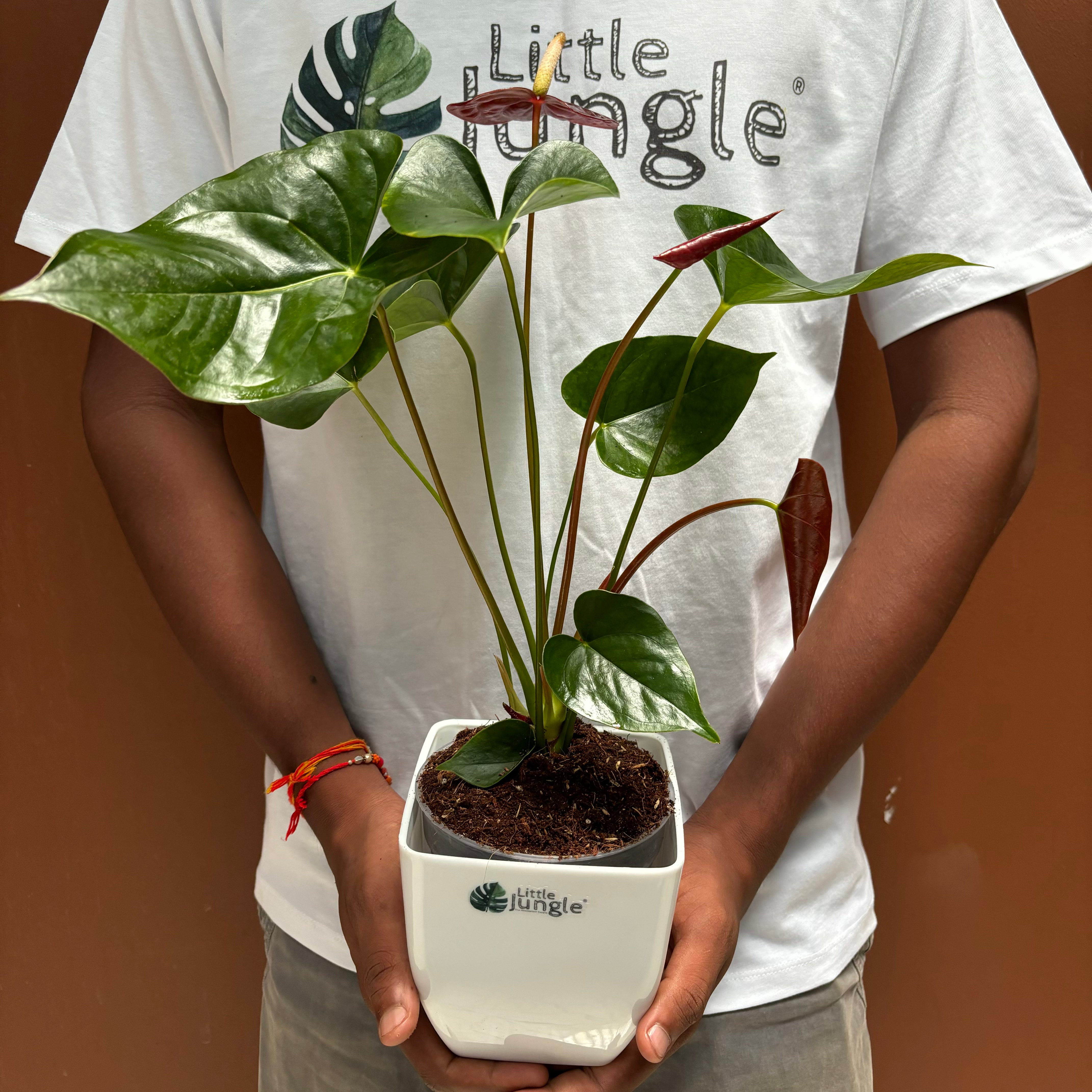 Anthurium Chocolate