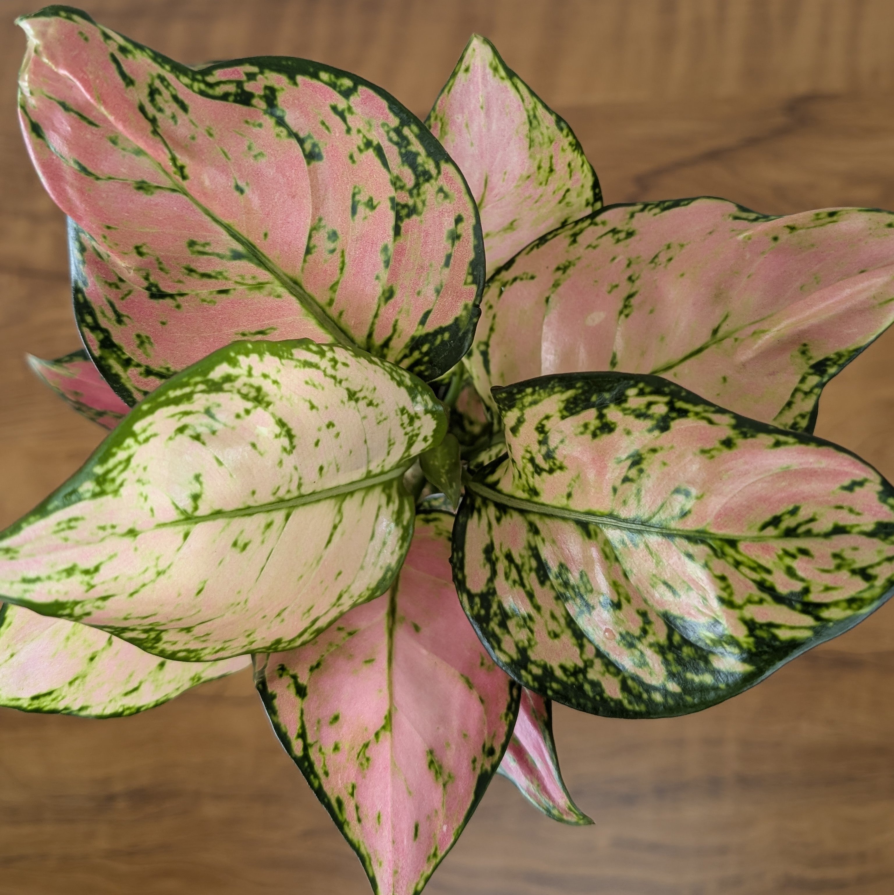 Aglonema PInk star