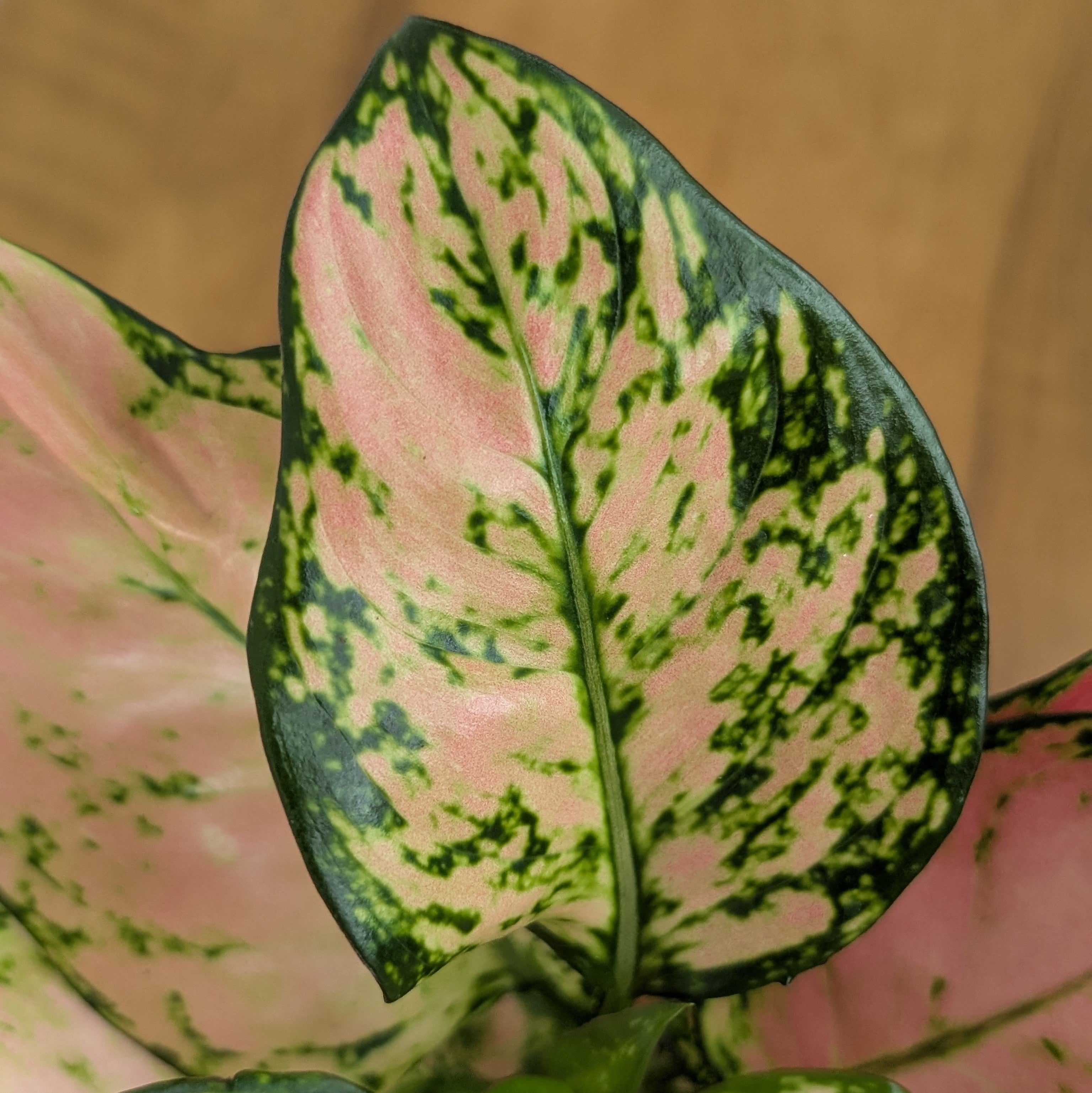 Aglonema PInk star