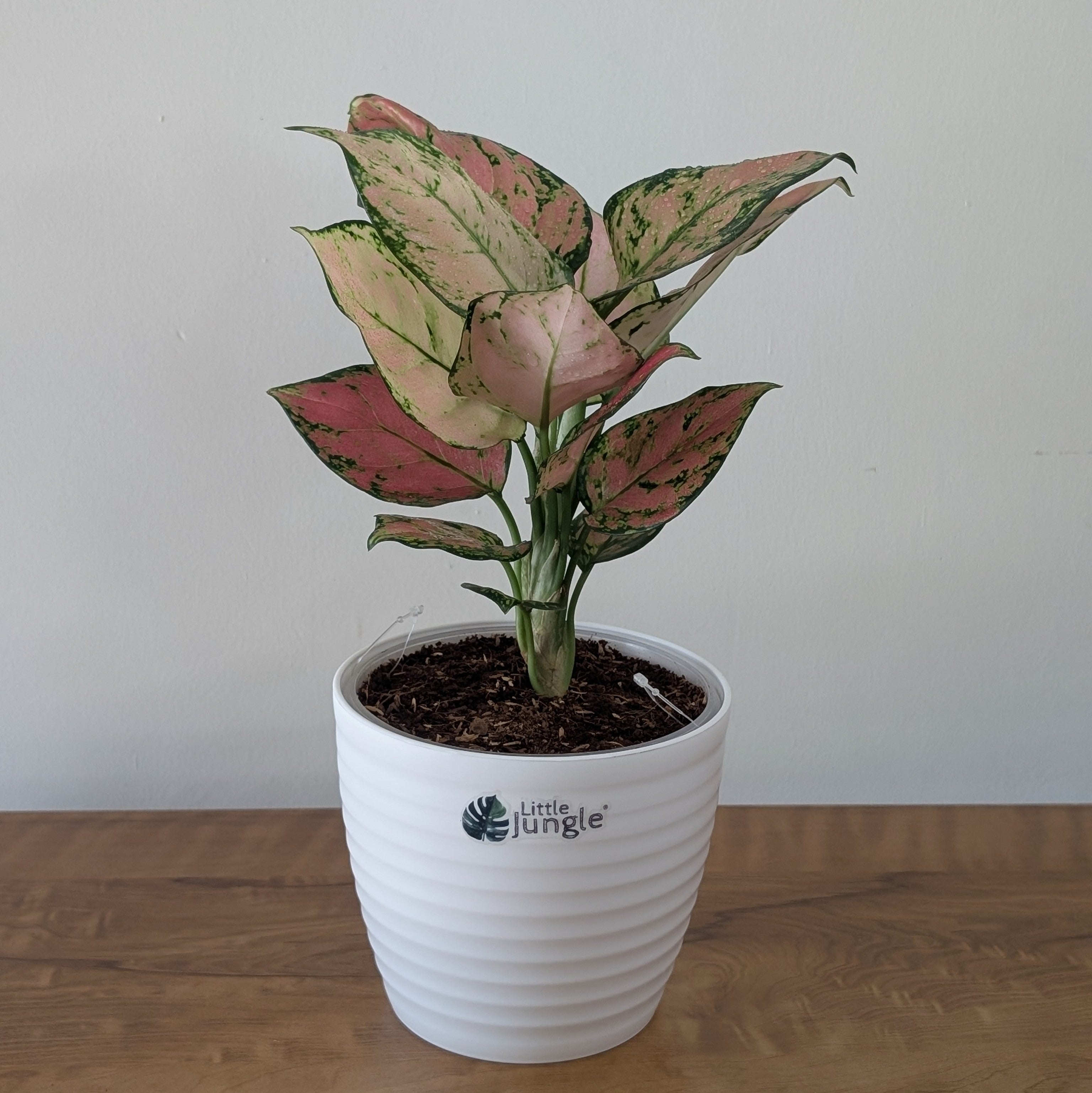 Aglonema PInk star
