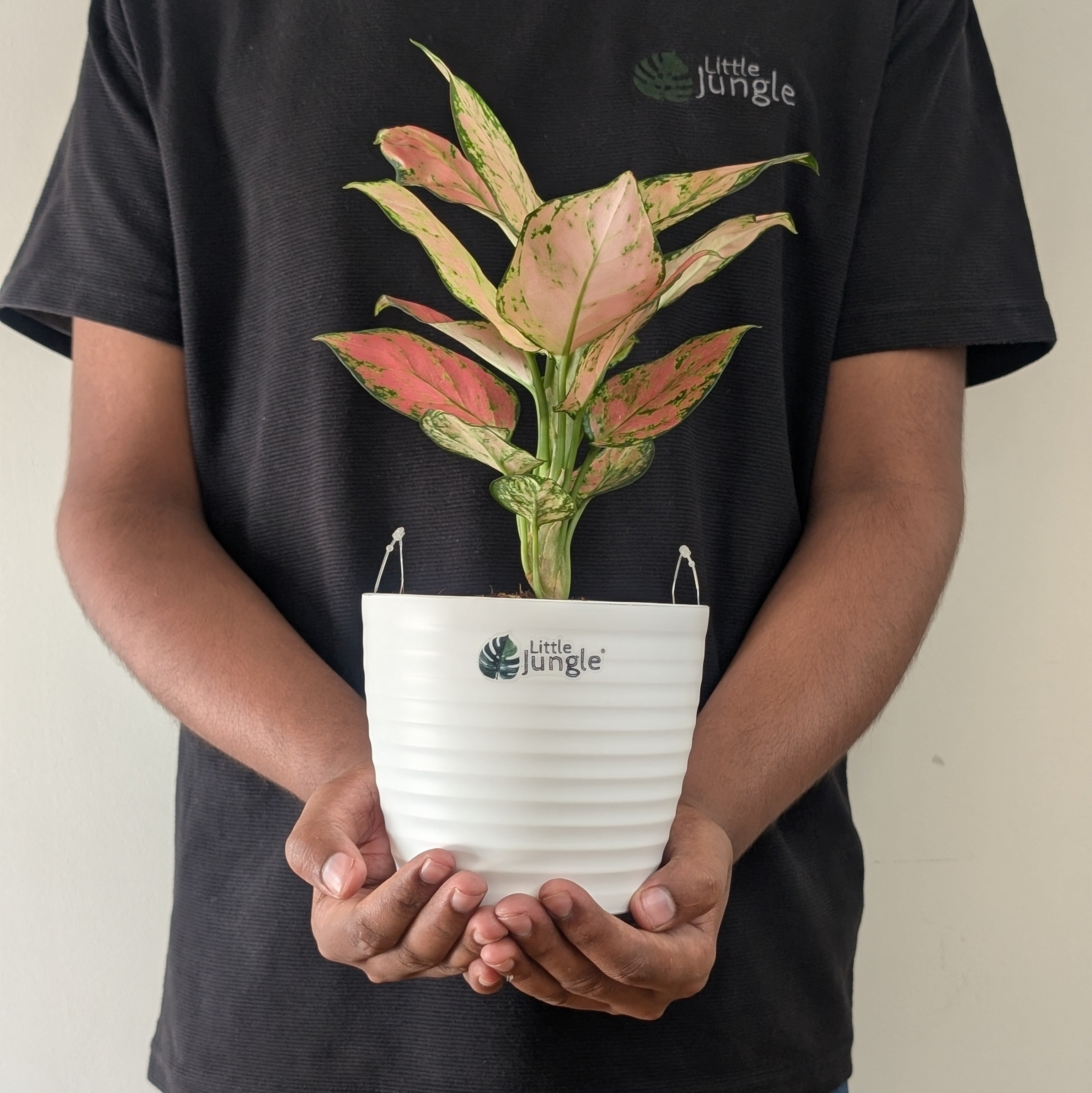 Aglonema PInk star