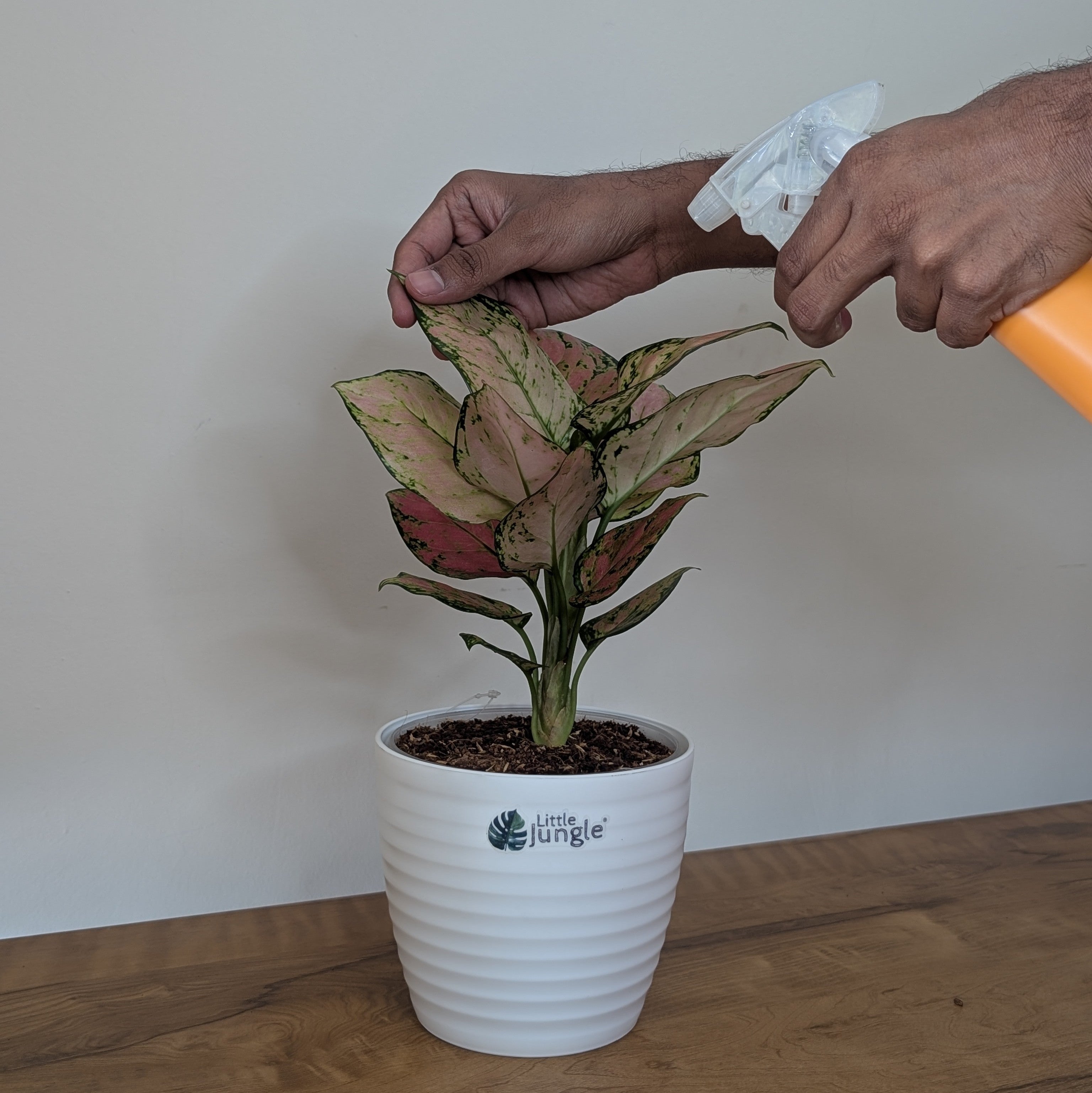 Aglonema PInk star