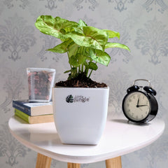 Syngonium Mango Allusion