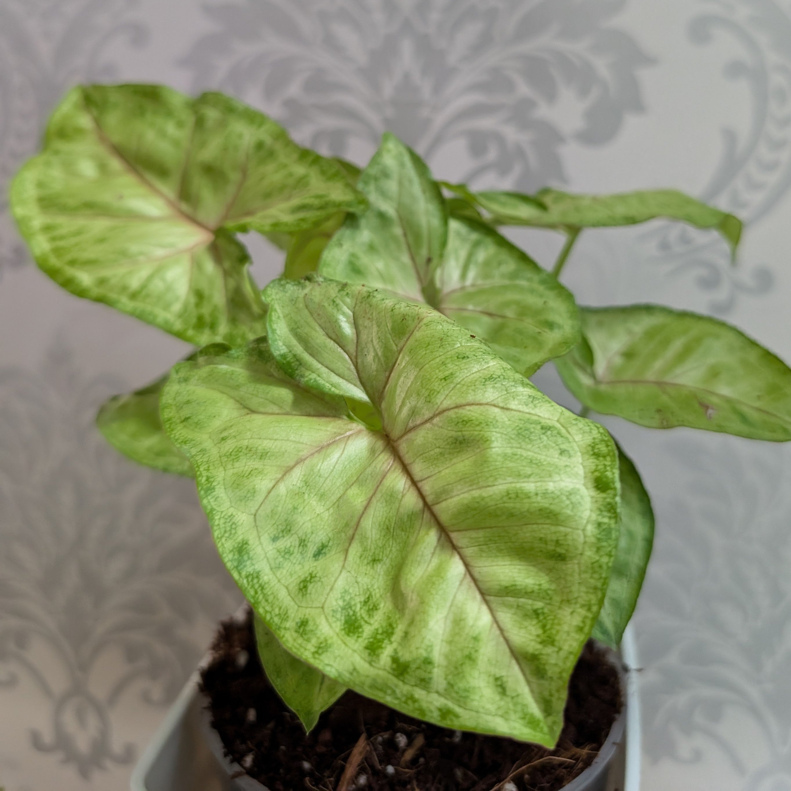 Syngonium Mango Allusion