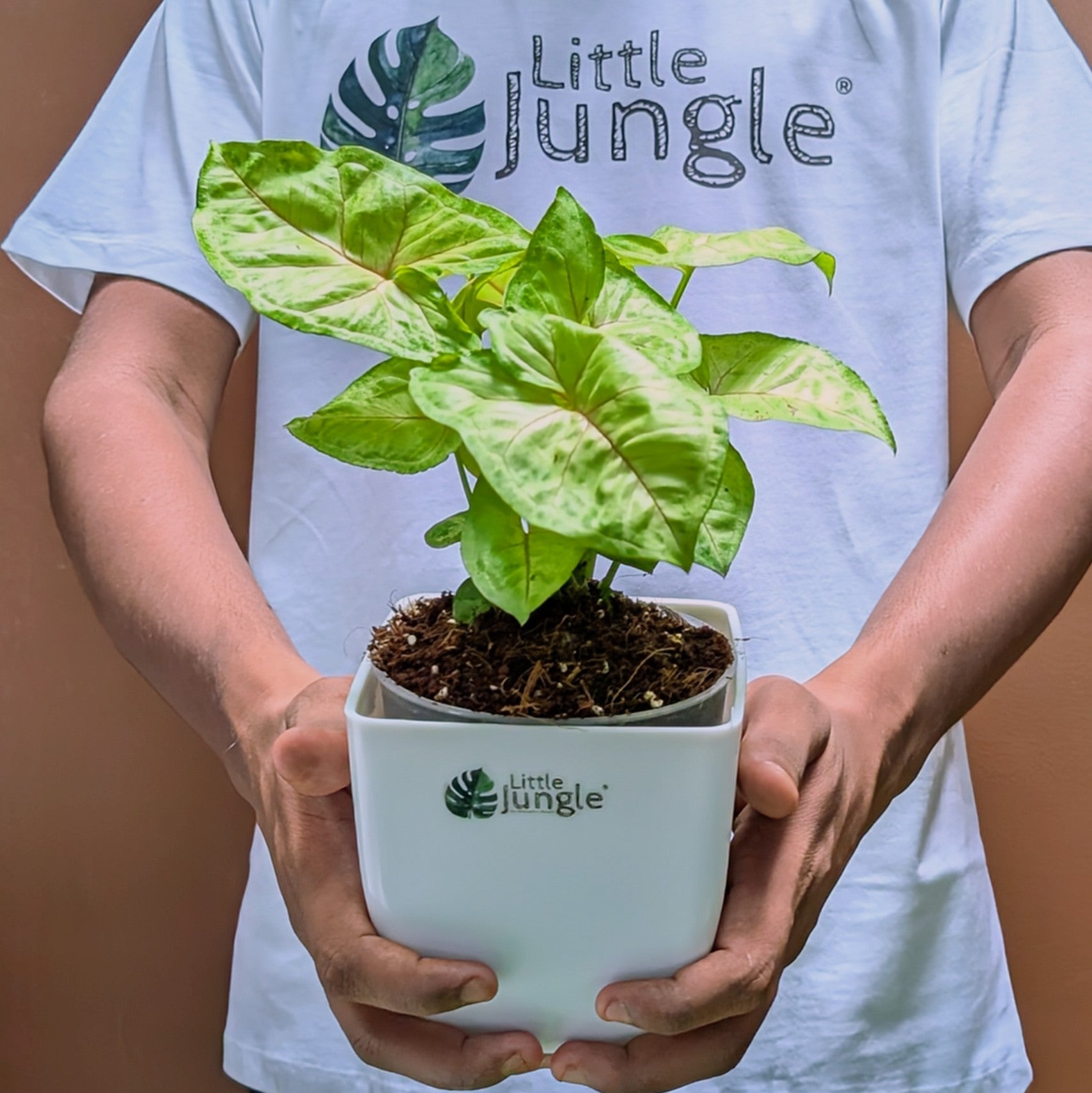 Syngonium Mango Allusion
