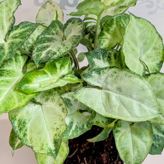 Syngonium pixie