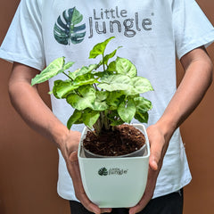 Syngonium pixie