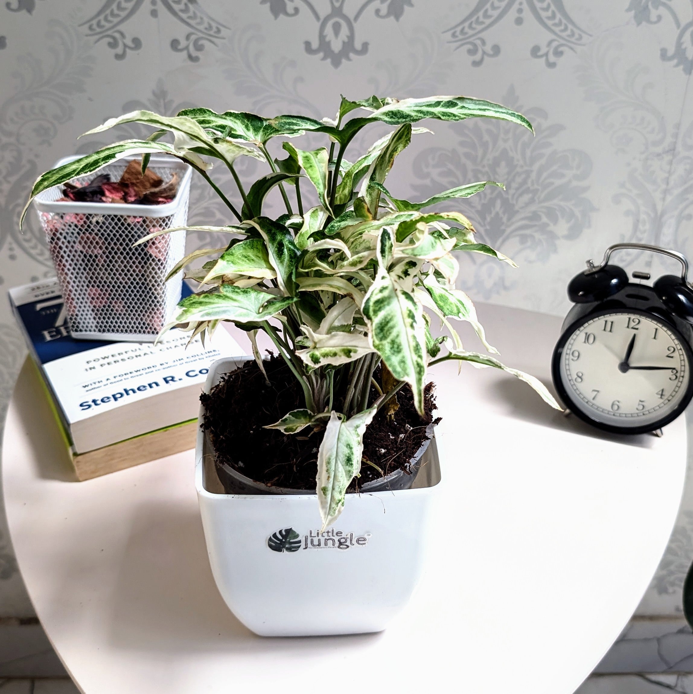 Syngonium Starlight