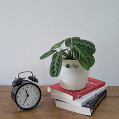 Decor 5 (pack of 4),