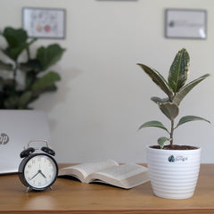 Ficus Elastica white Rubber Plant