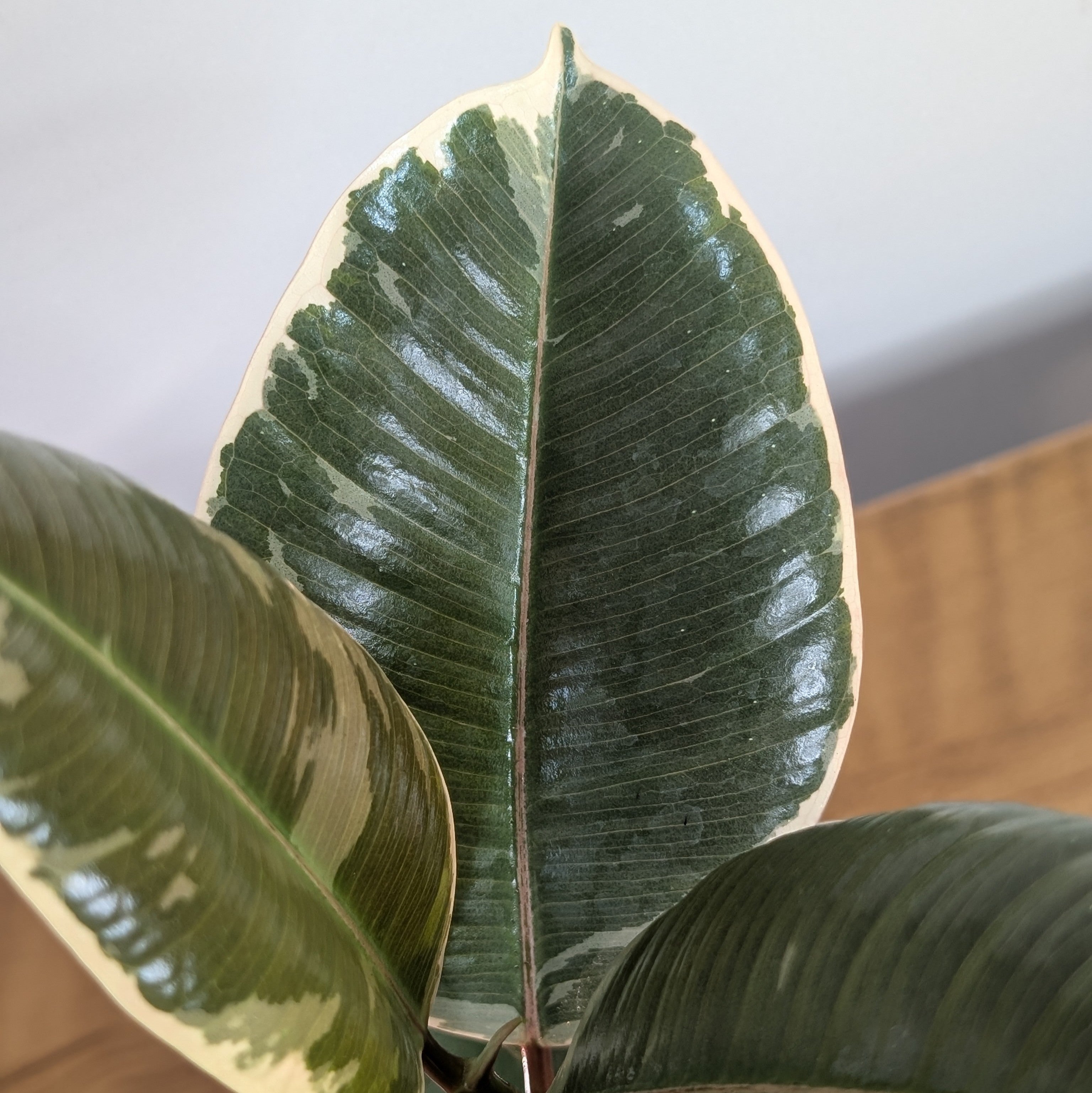 Ficus Elastica white Rubber Plant