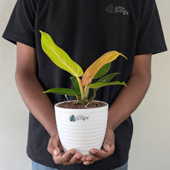 philodendron prince of orange
