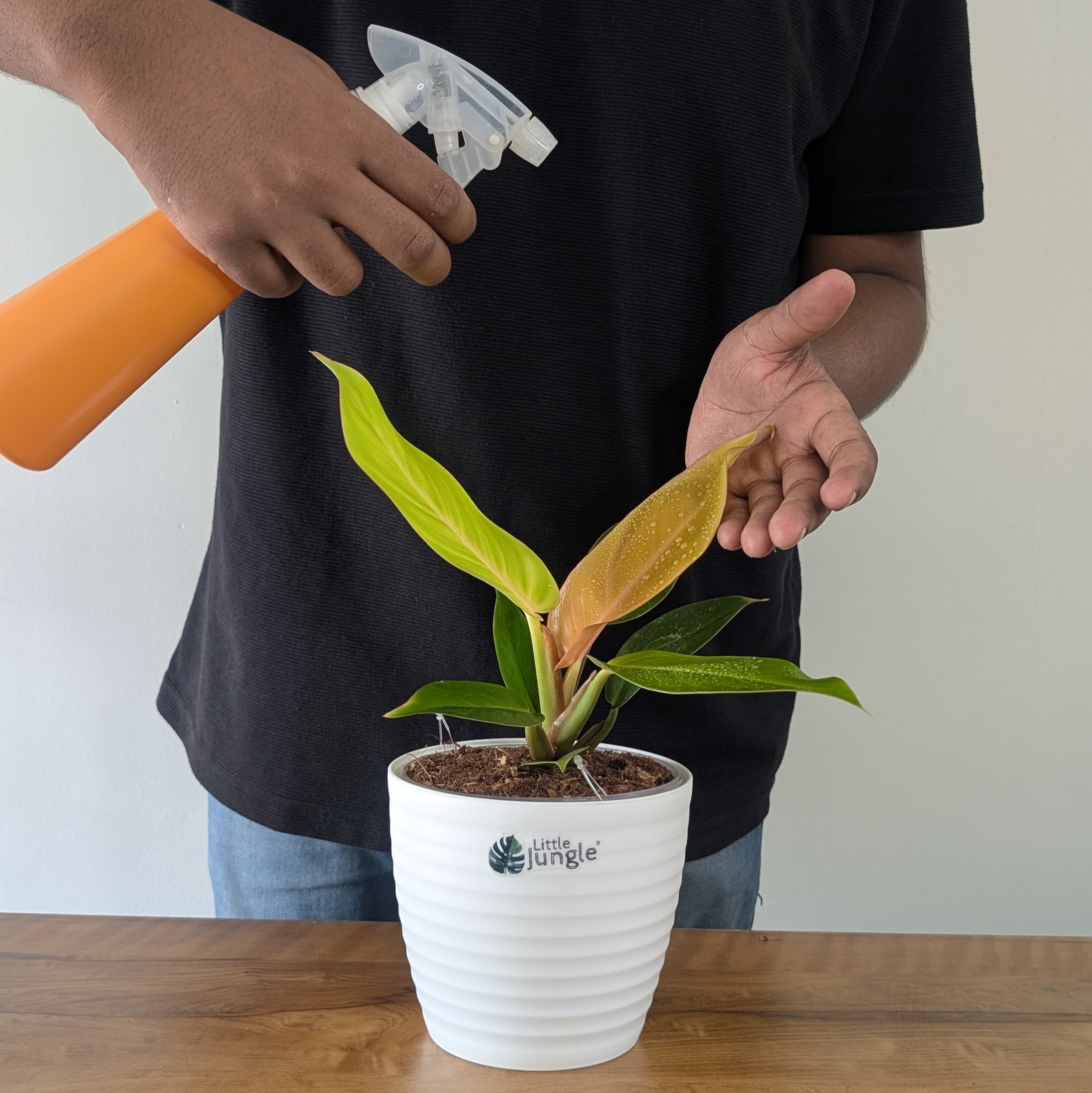 philodendron prince of orange