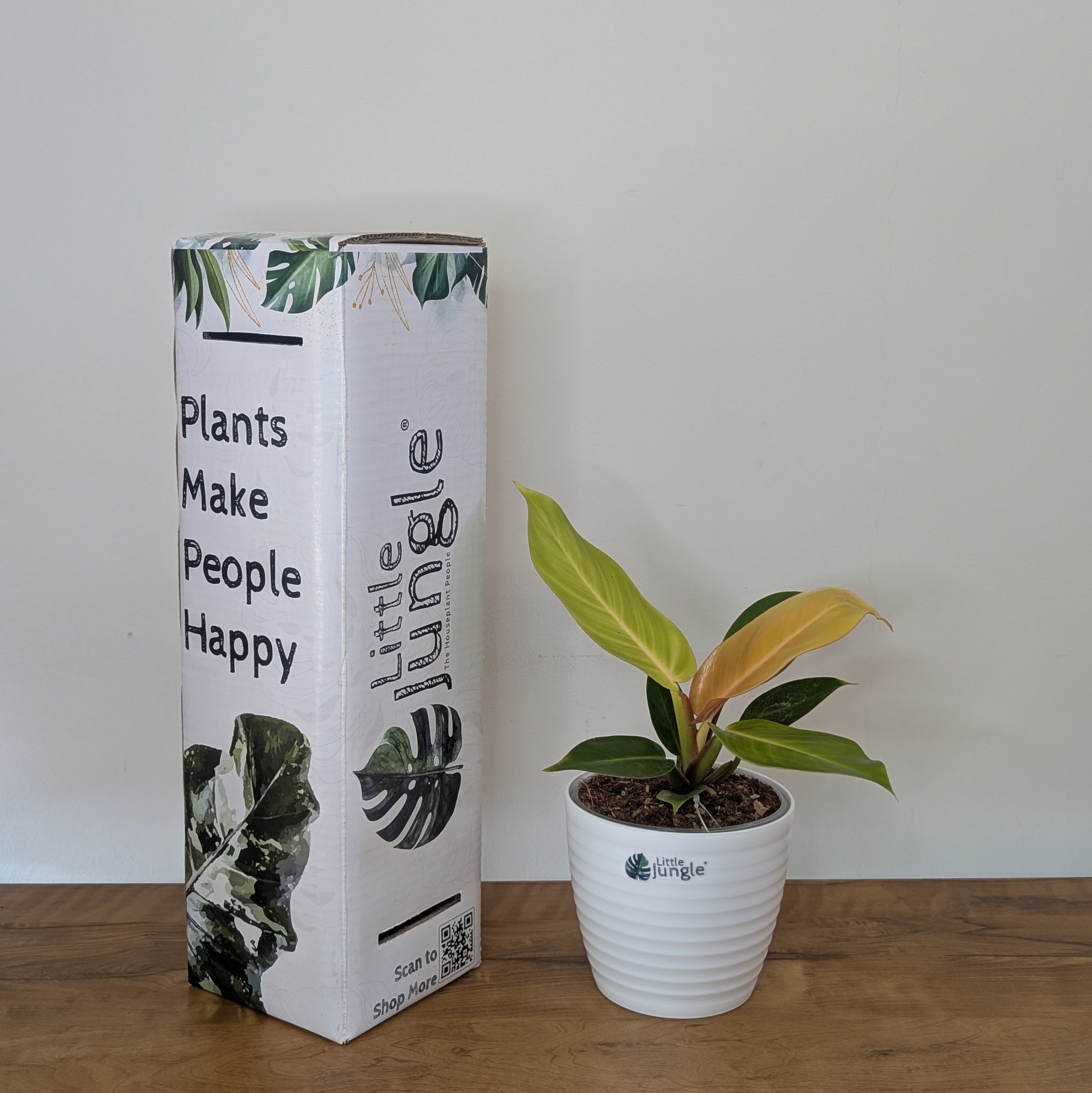 philodendron prince of orange