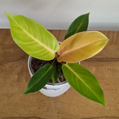 philodendron prince of orange