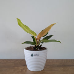 philodendron prince of orange