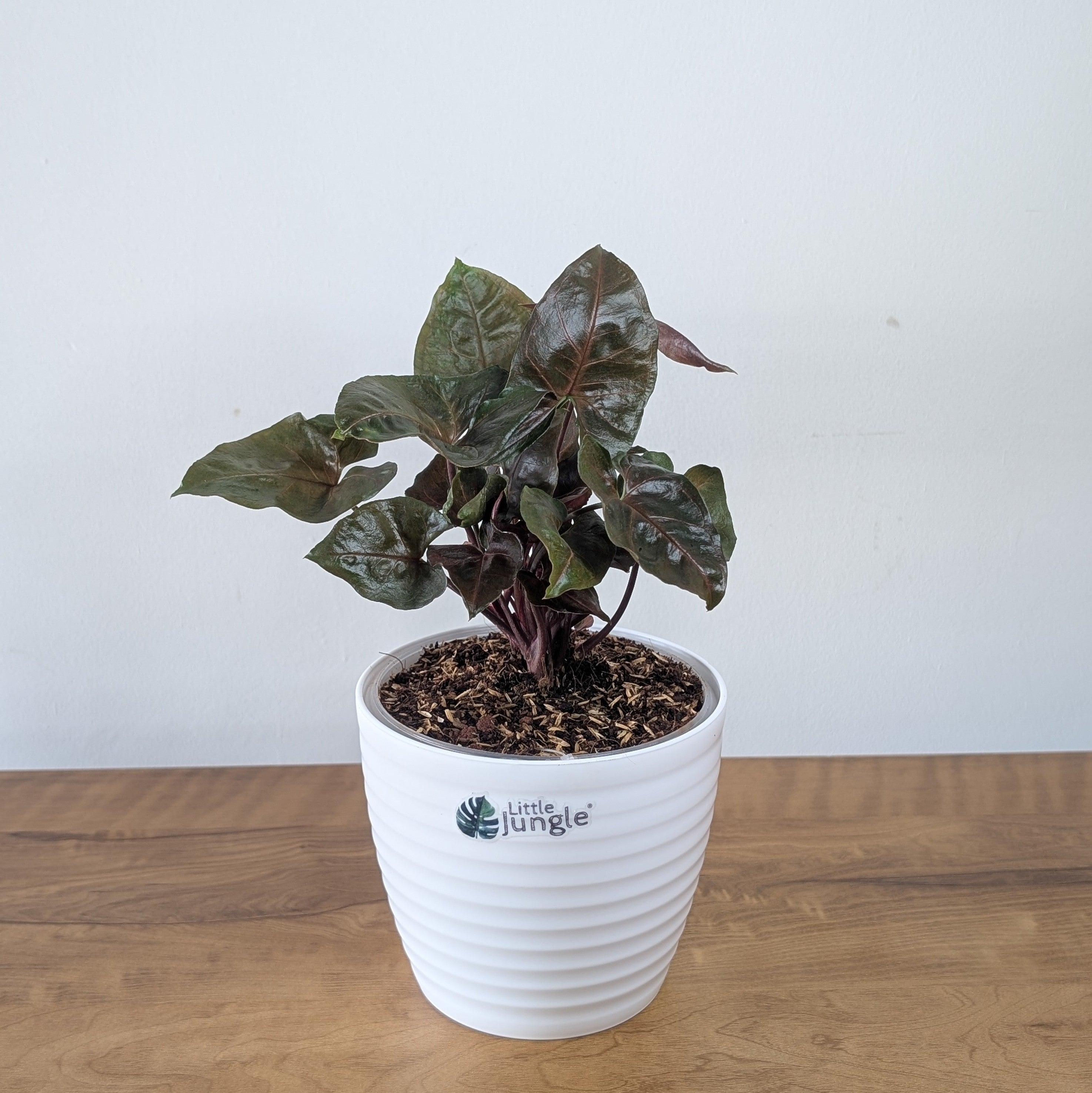 Syngonium Red Plum Allusion