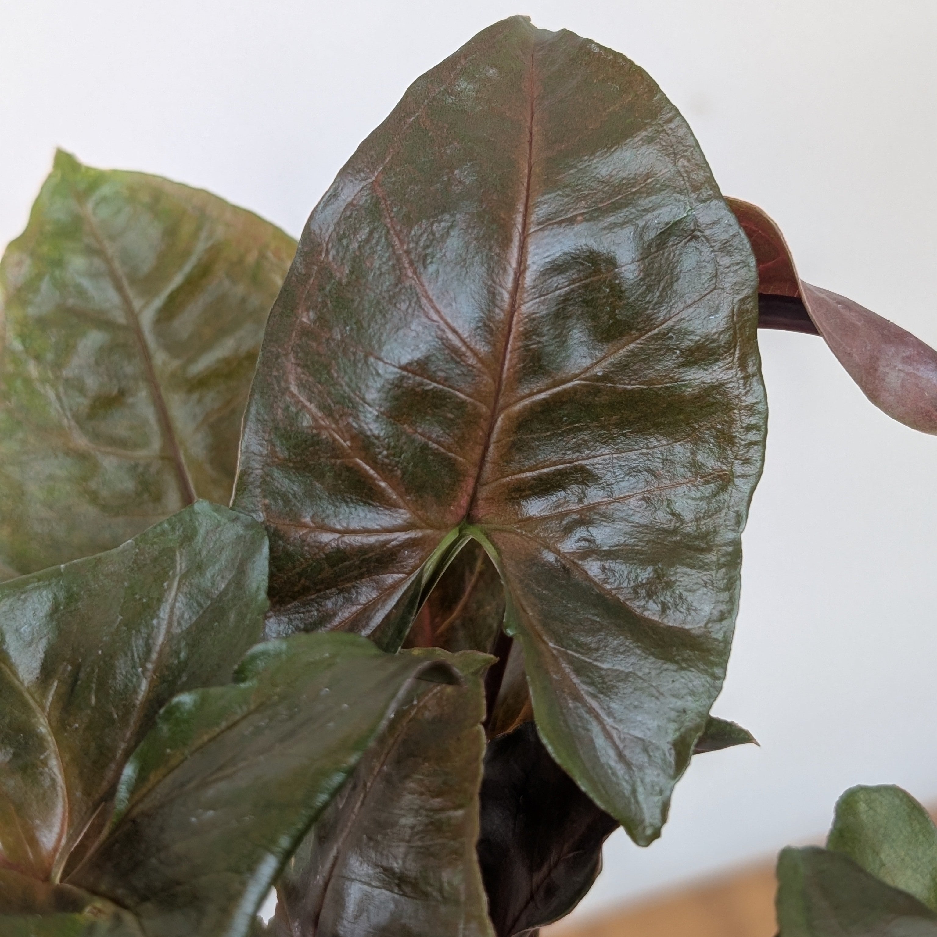 Syngonium Red Plum Allusion