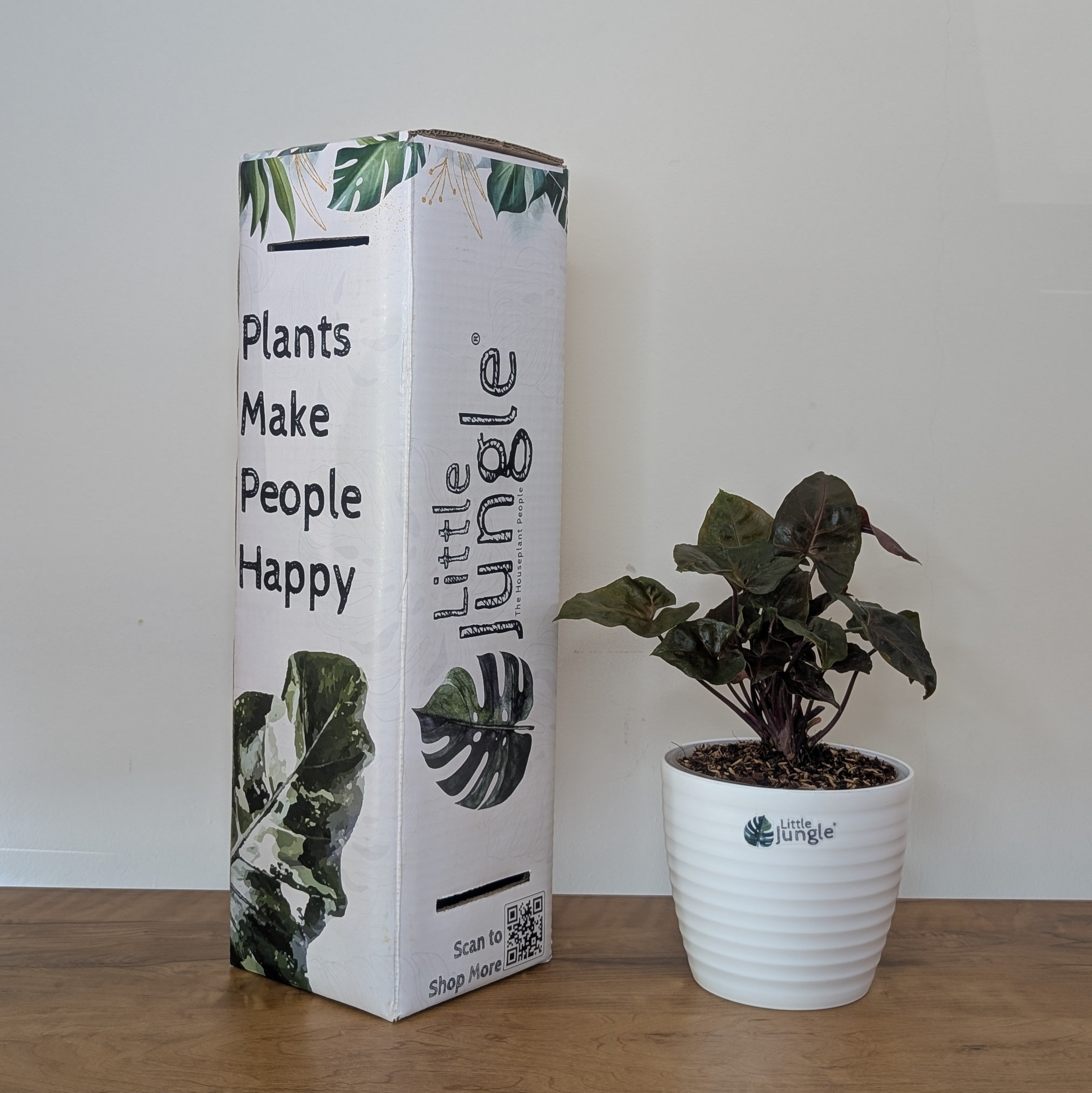 Syngonium Red Plum Allusion