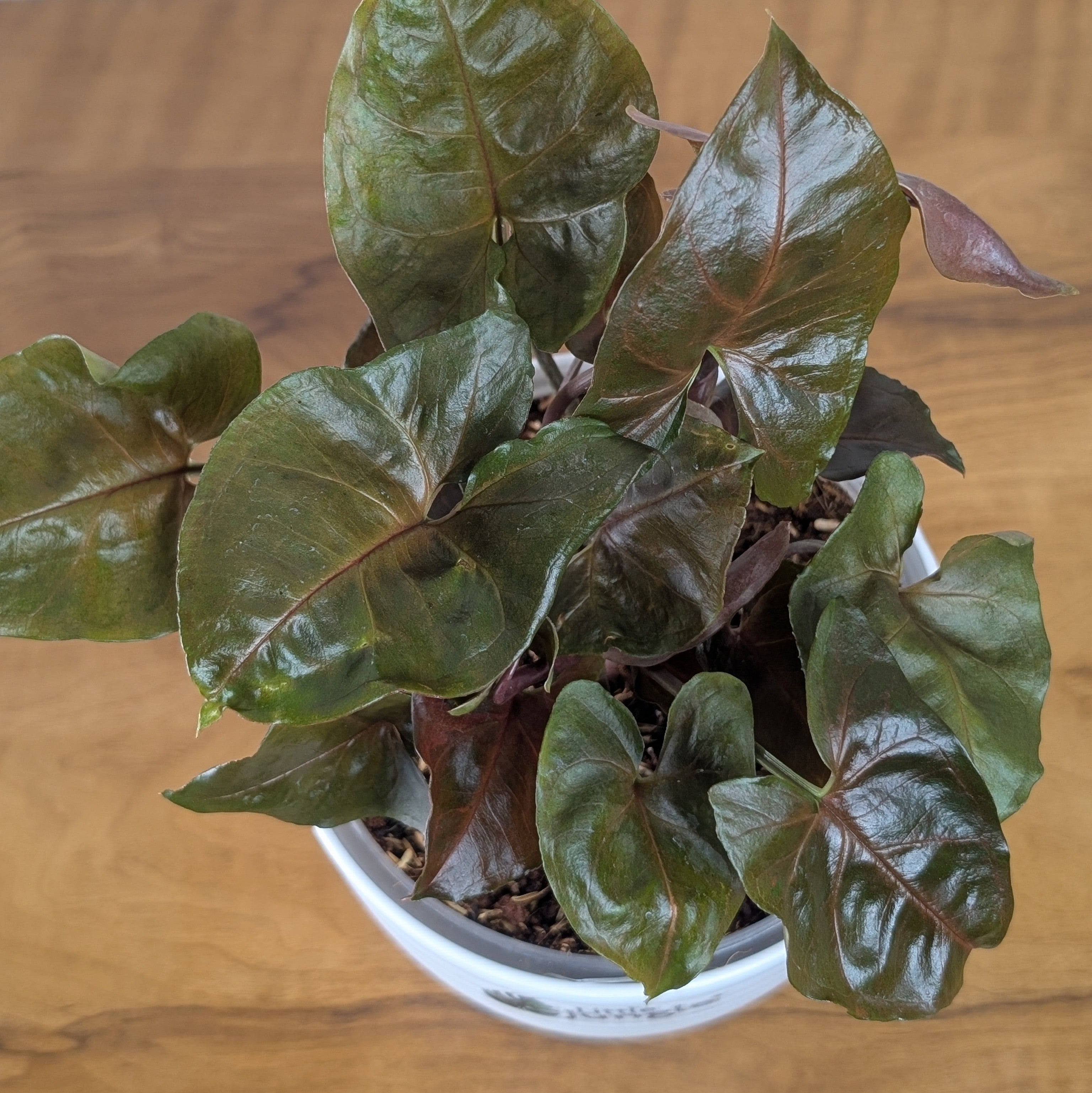 Syngonium Red Plum Allusion