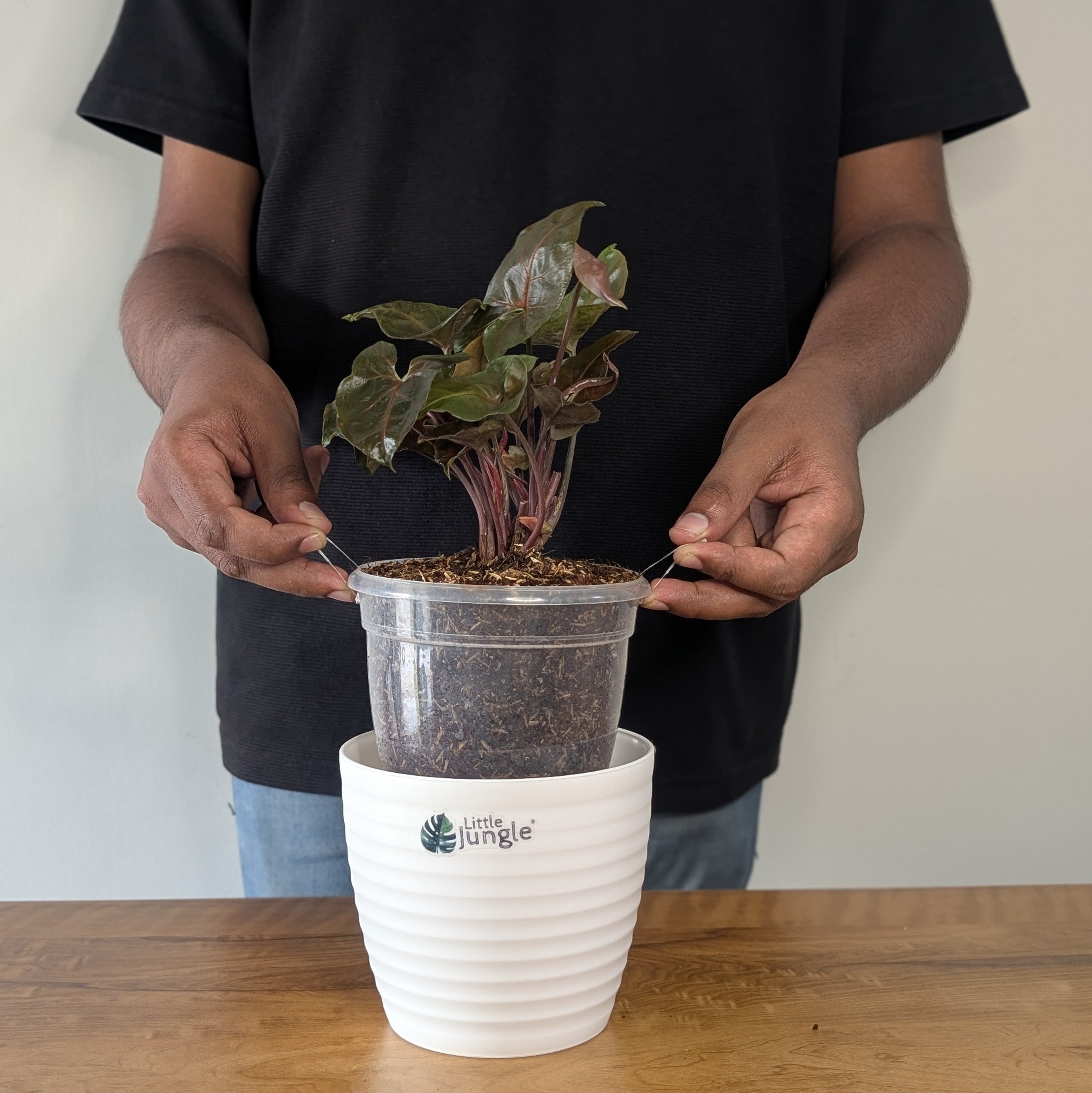 Syngonium Red Plum Allusion