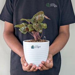 Syngonium Red Plum Allusion